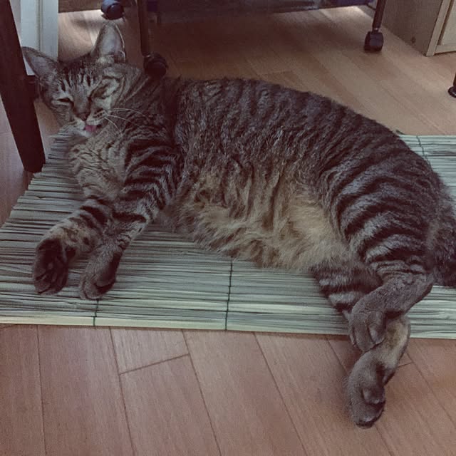 kijitoraさんの実例写真