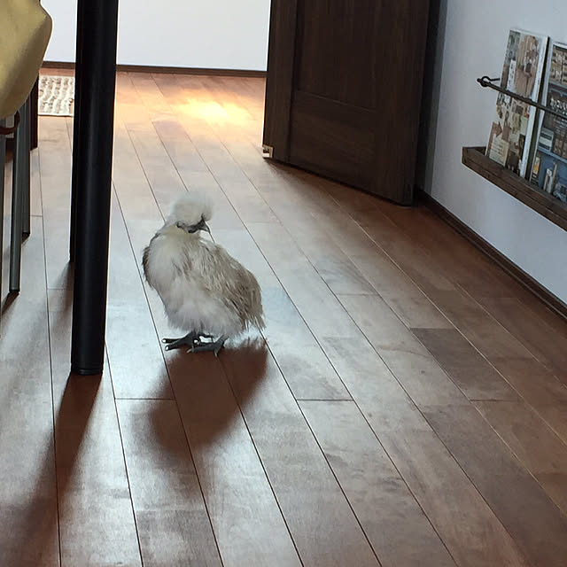 chohiさんの実例写真