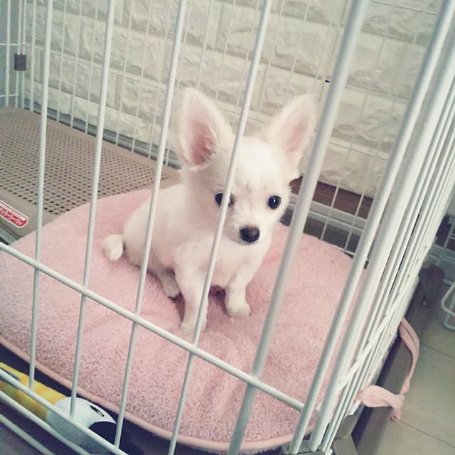 Bienvenueさんの部屋