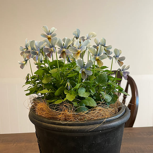 shiropenguinさんの実例写真