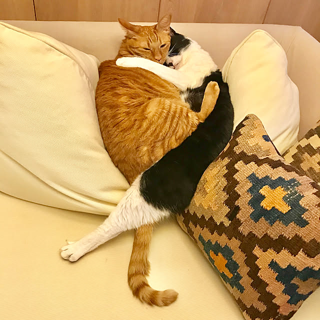 pooさんの実例写真