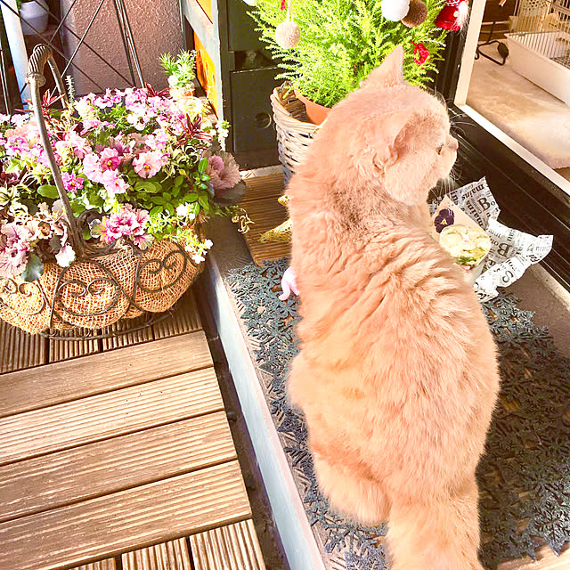 naokoさんの実例写真