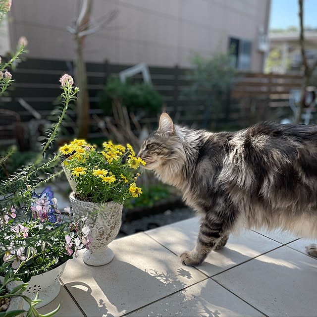 mayumiさんの実例写真