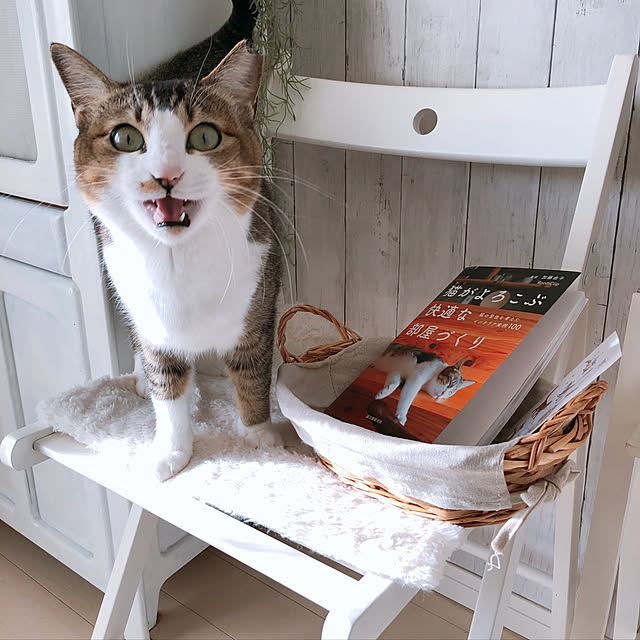 nekomiさんの実例写真