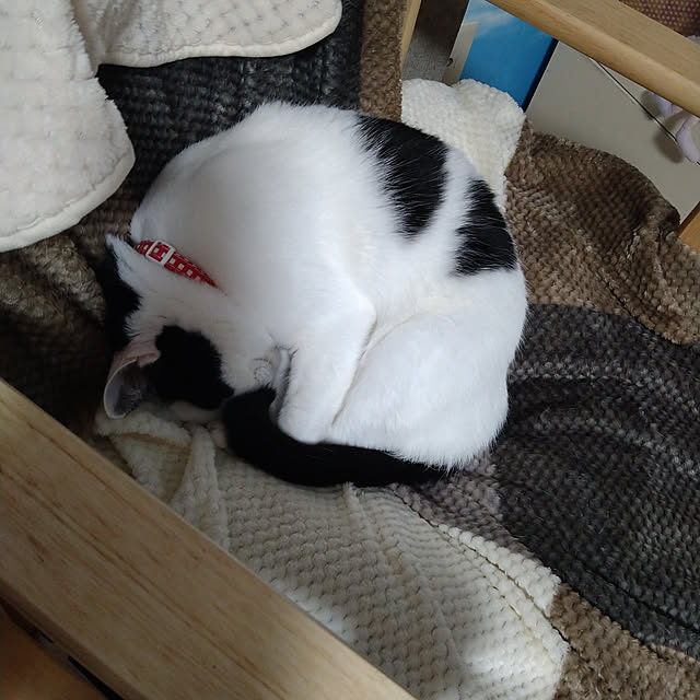 kiyohima229さんの実例写真