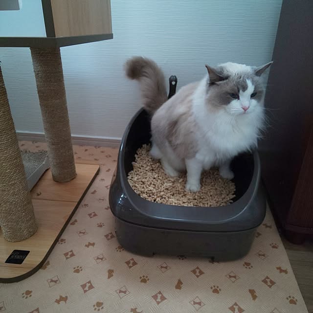soraさんの実例写真