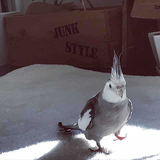 chibiyukaさんの実例写真