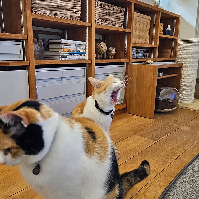 koyurizuさんの部屋