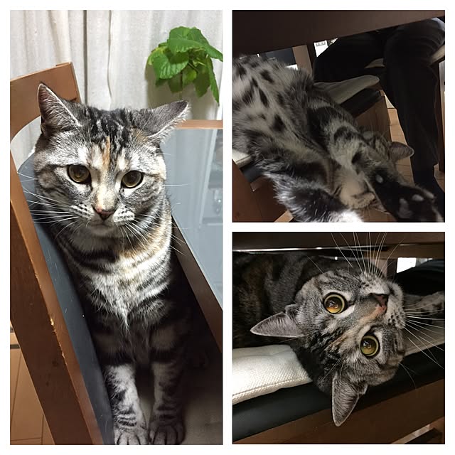 haruさんの実例写真