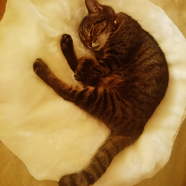 lilyさんの実例写真