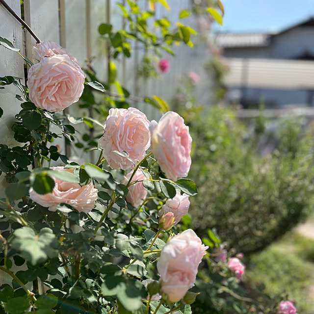 sakuraさんの部屋