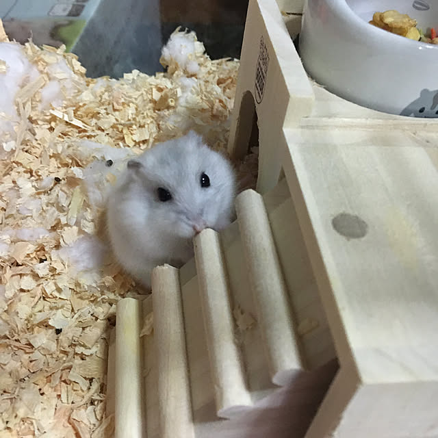 aquaneko06さんの実例写真