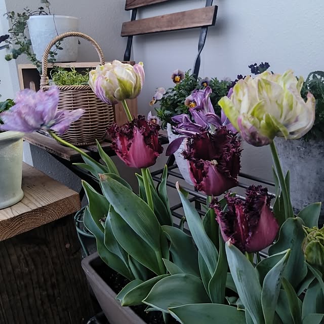 Petit_Pommierさんの実例写真