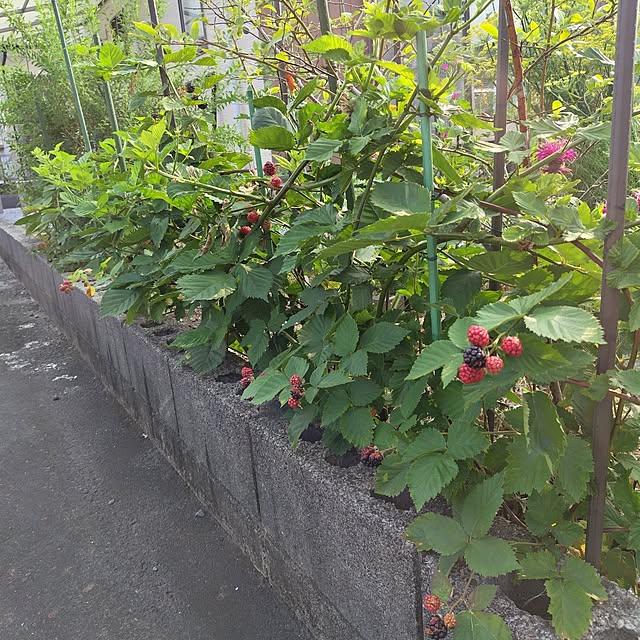 mutsuさんの実例写真