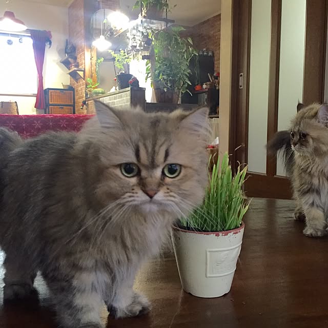 butachanさんの実例写真