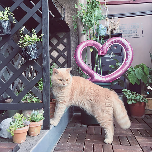 naokoさんの実例写真