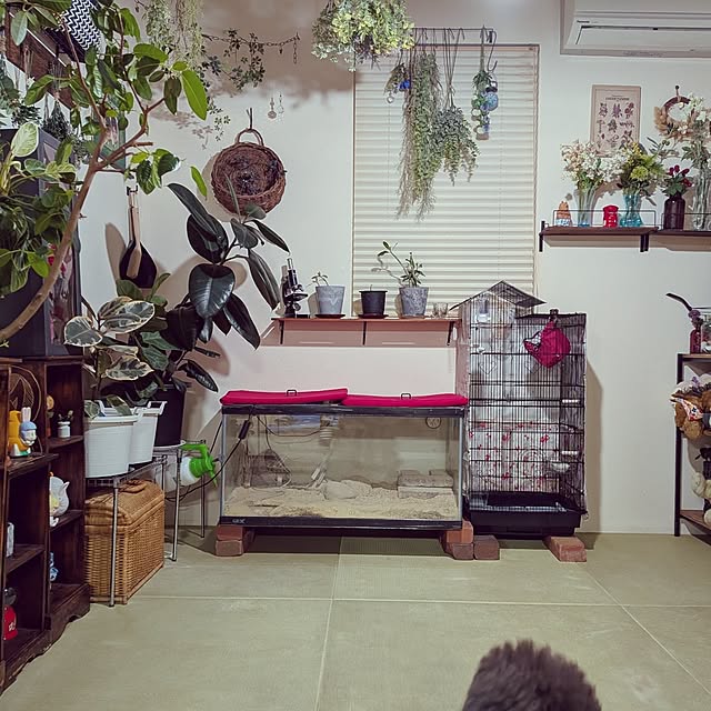 umeboshicyanさんの部屋