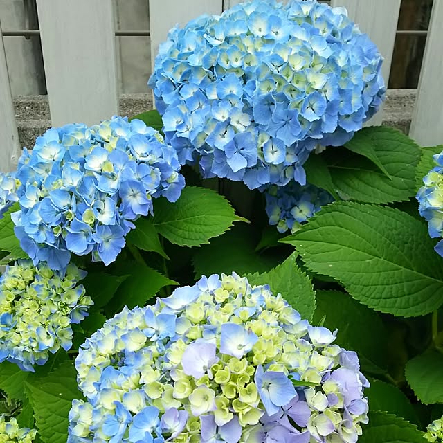 aoi5296さんの実例写真