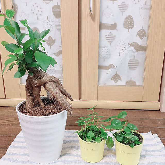 kaeruさんの実例写真