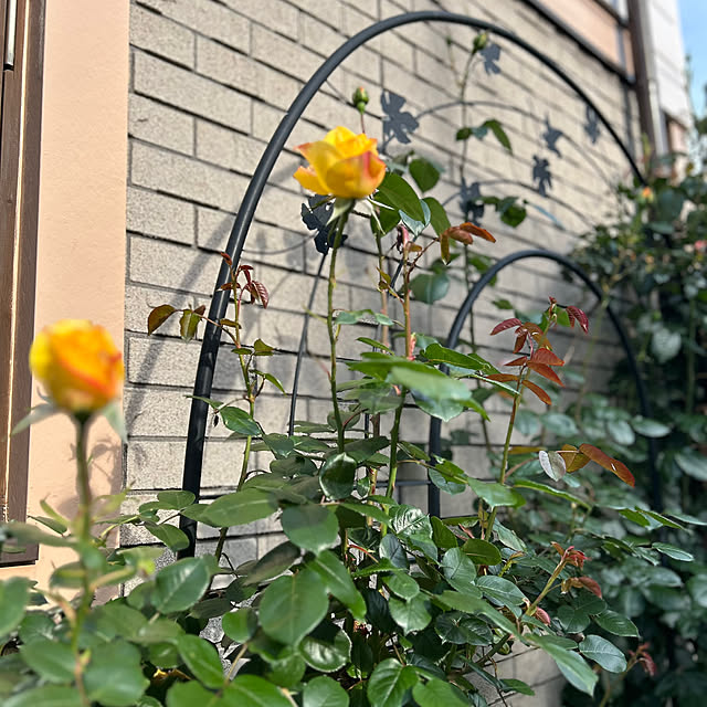botanさんの部屋