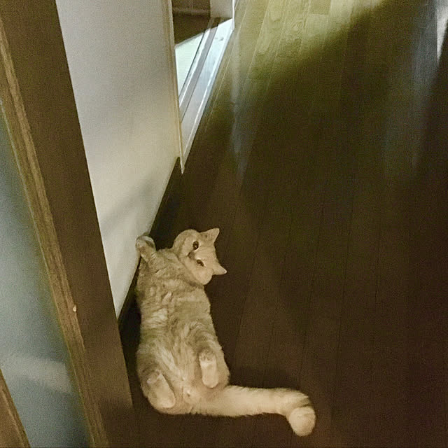 naokoさんの実例写真