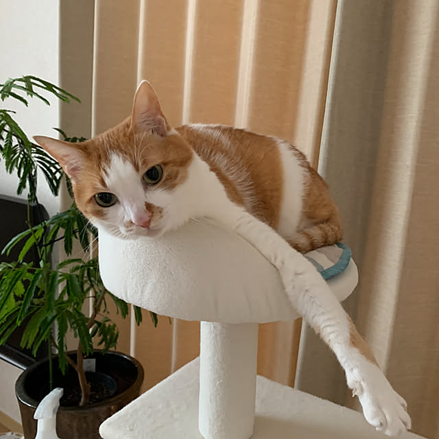 sanaさんの実例写真