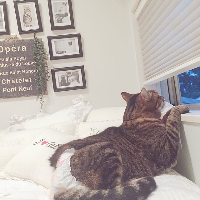 lovecatさんの実例写真