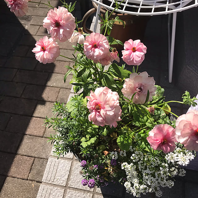 Meimamaosaruさんの実例写真