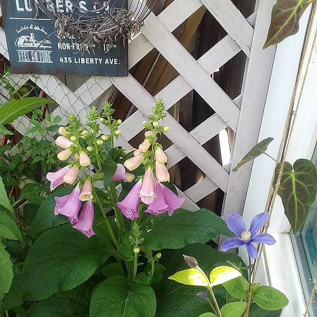 yukkoさんの実例写真