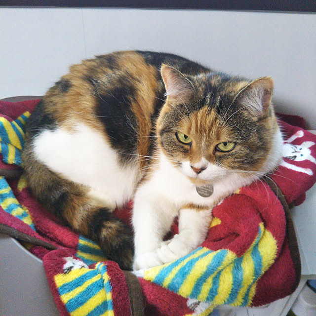 yukieさんの実例写真