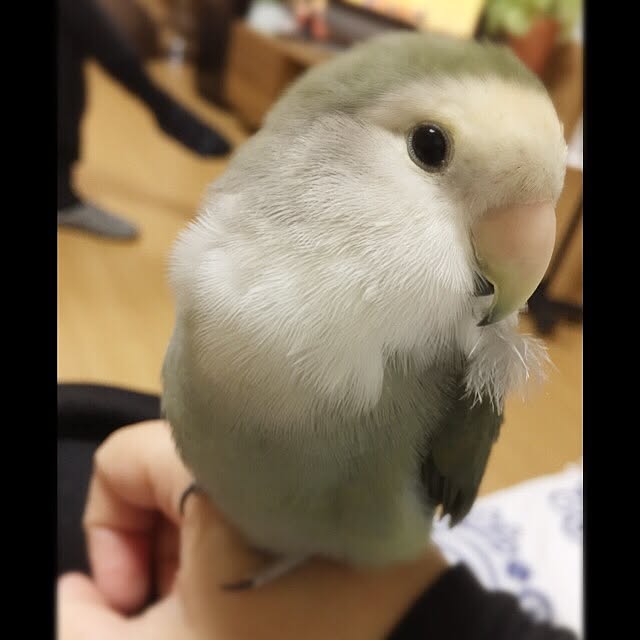 kaotanさんの実例写真