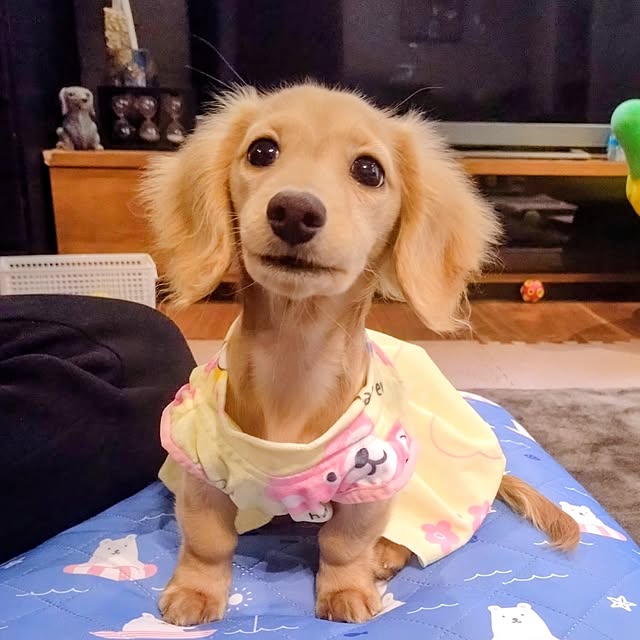 ponchanさんの部屋