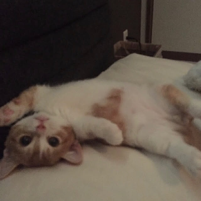 KotarouKunさんの実例写真