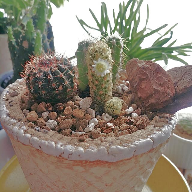 cccさんの実例写真