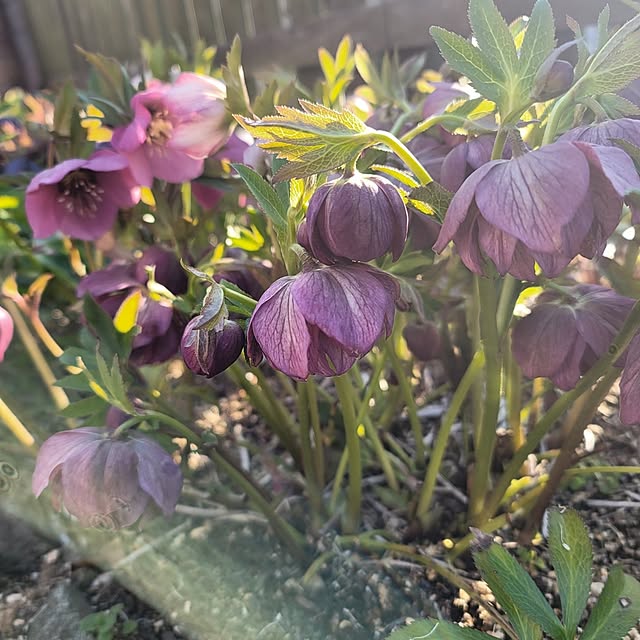 VIORAさんの実例写真