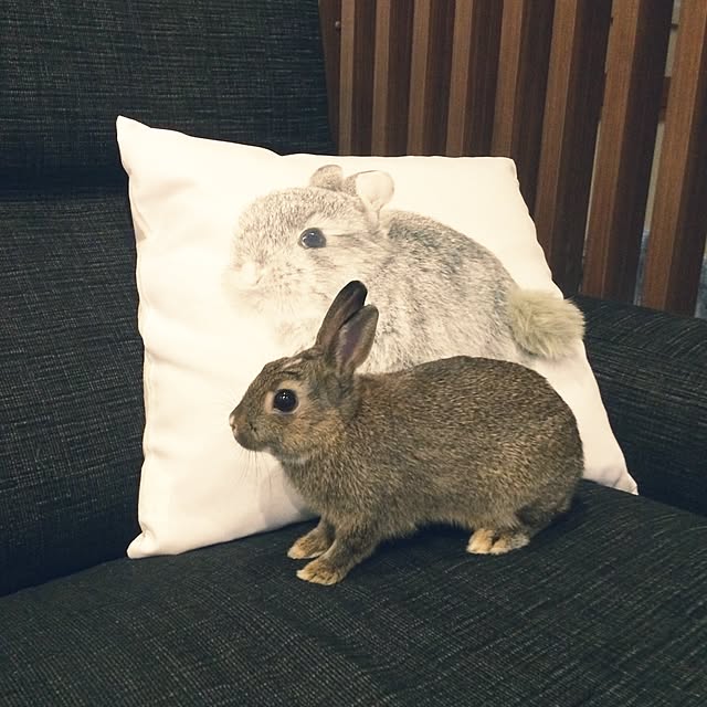 shaoroomさんの実例写真