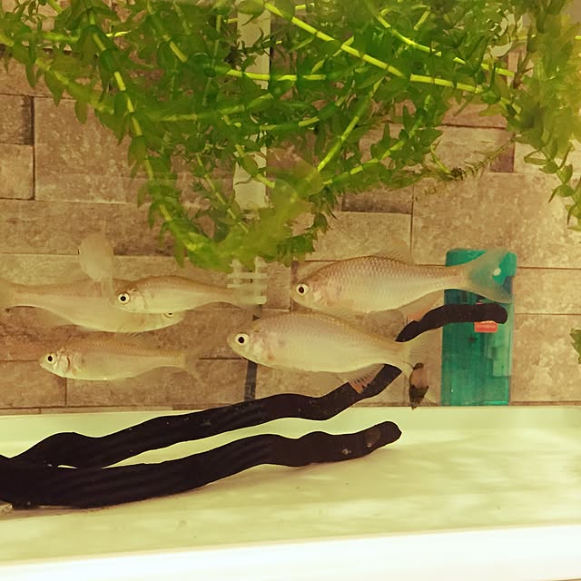 Ringo8chさんの実例写真