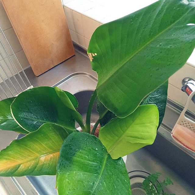 rhuさんの実例写真
