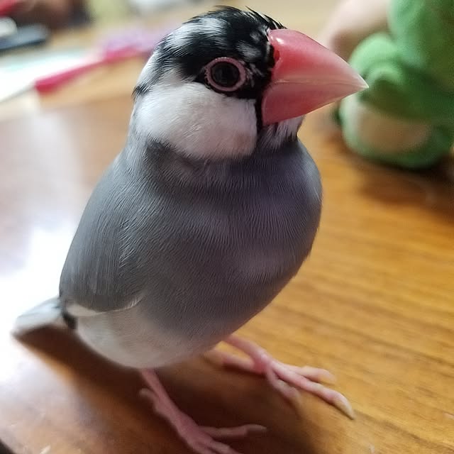 ponkichiさんの実例写真