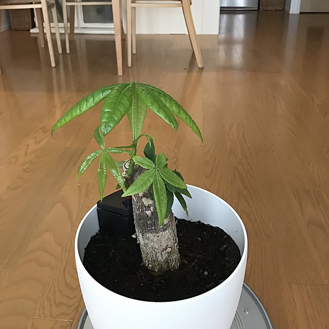 pontaさんの実例写真