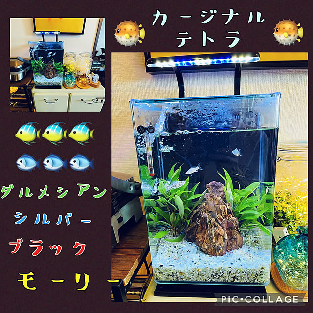 miyuuさんの実例写真