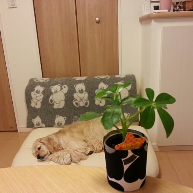 evetamaさんの実例写真