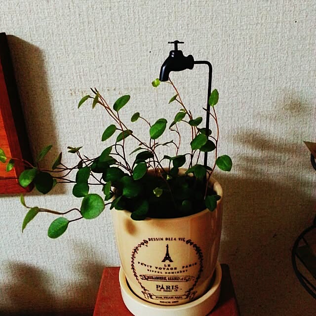 irukaさんの実例写真
