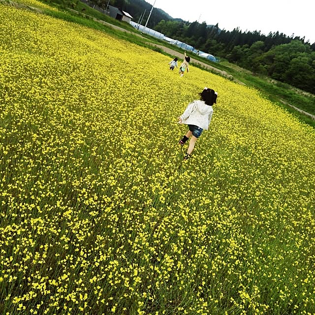 Midoriさんの実例写真