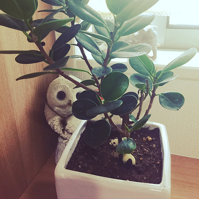 Chiakiさんの実例写真