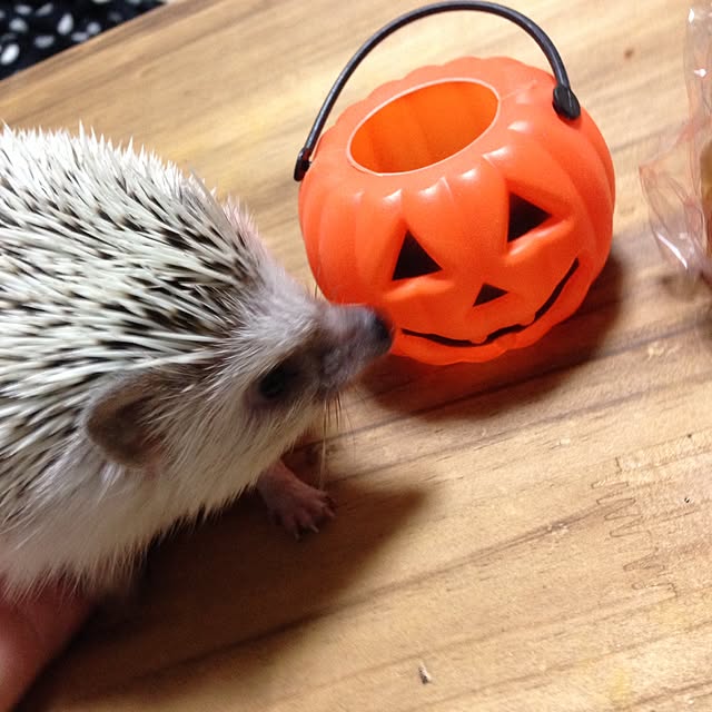 keeeさんの実例写真