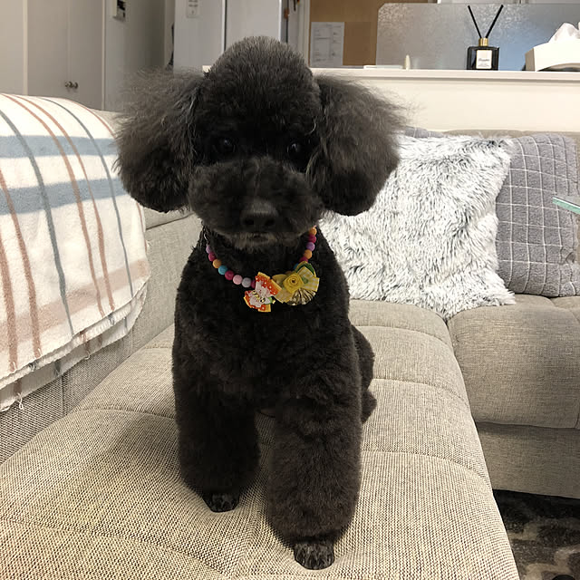 mama_panさんの実例写真