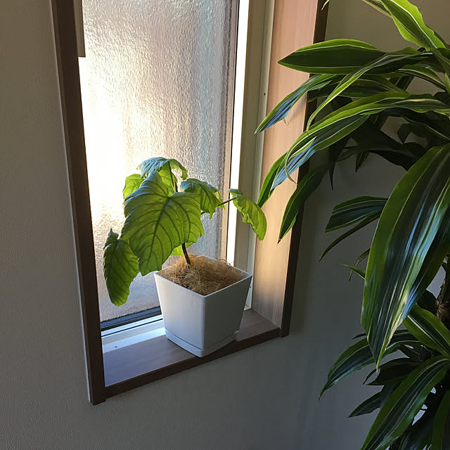 seiさんの実例写真