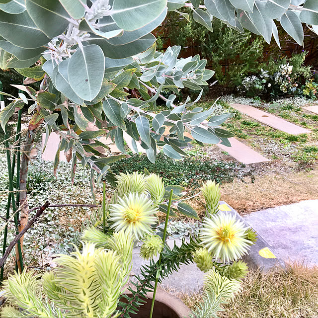 green.green.greenさんの実例写真