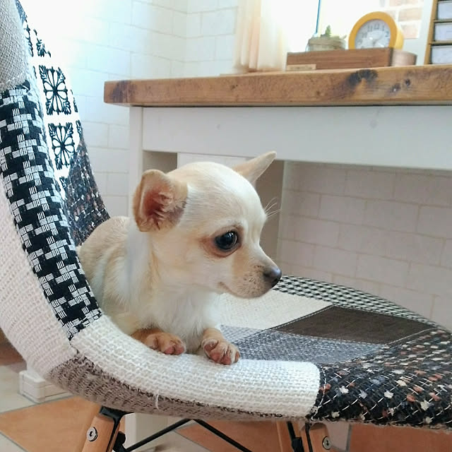 sakuさんの実例写真